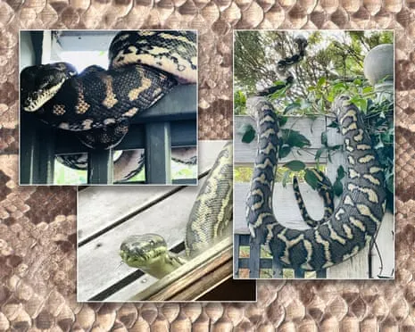 Welcoming my Serpents in the Overhead Space: A Transformation from Anxiety to Fascination