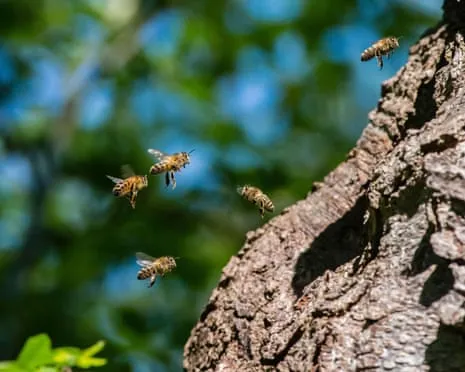 Why Saving Honeybees Could Harm Other Bee Species